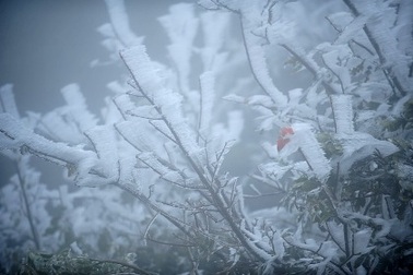 Không khí lạnh tăng cường, ngày mai miền Bắc rét hại