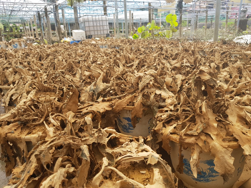 Quảng Trị: Người trồng hoa trắng tay sau mưa lũ! - 7 Quảng Trị: Người trồng hoa trắng tay sau mưa lũ! - 7