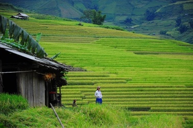 Sóng sánh thu vàng trên con đường quốc lộ 32