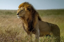 "Vua sư tử" nổi tiếng dũng mãnh của châu Phi bị đồng loại cắn chết