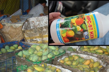 Thuốc thúc chín trái cây, độc hay không?