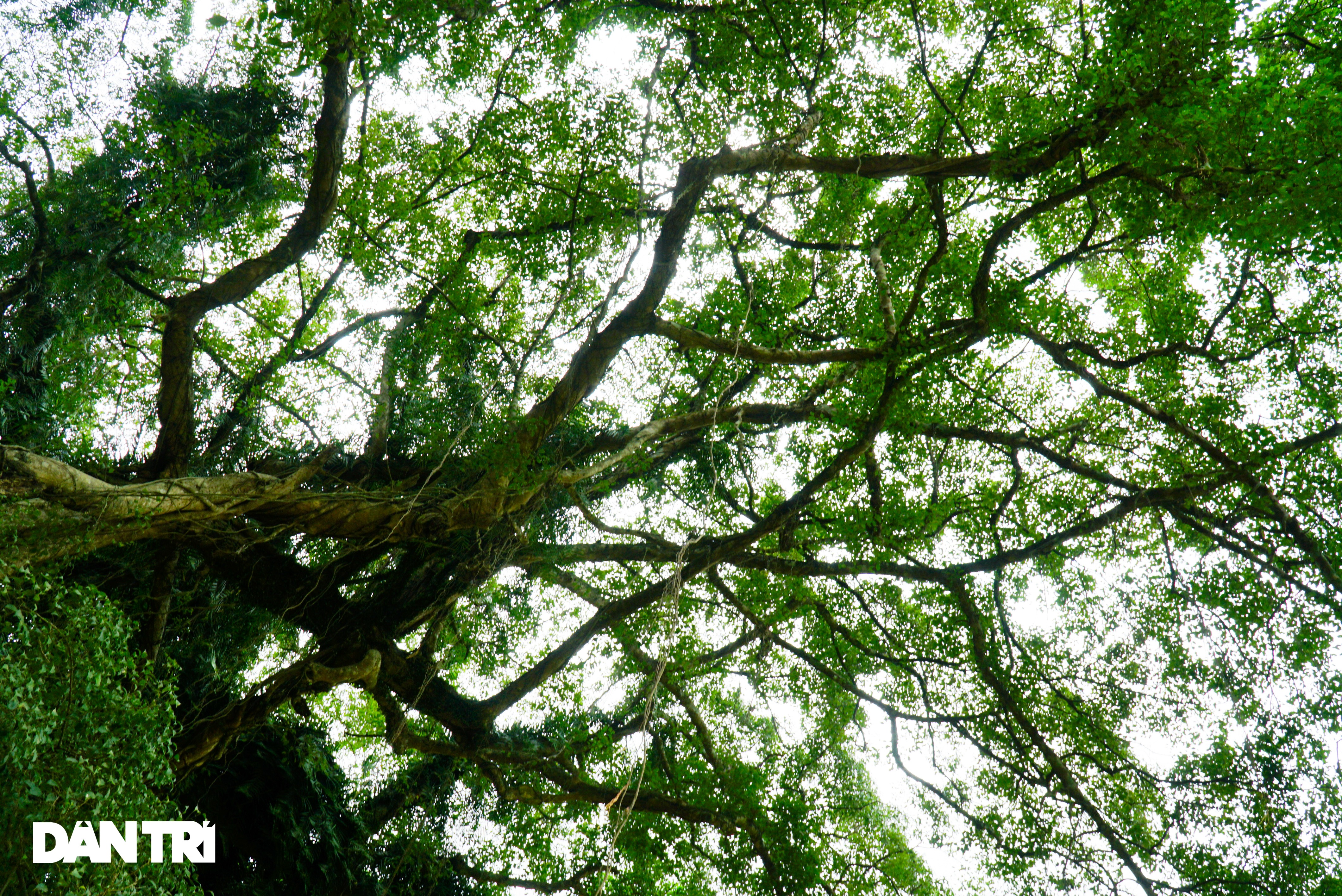 Tận mắt thấy cây ma làng tồn tại hơn 8 thế kỷ ở Hòa Bình - 7