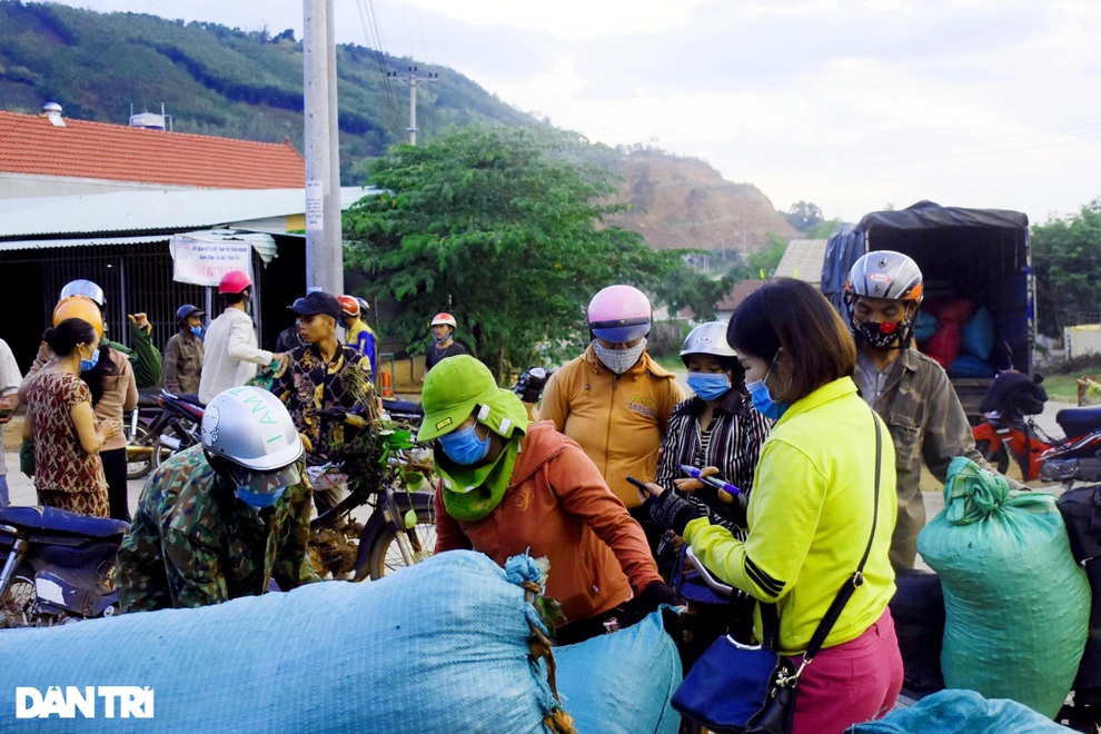 Dân đổ xô vào rừng hái xoay, rủng rỉnh bỏ túi hơn một triệu đồng/ngày - 6