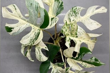 Hàng trăm người tranh nhau mua cây cảnh đột biến gần 20.000 USD