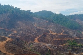 Điều tra vụ xâm hại gần 95ha rừng tại Gia Lai