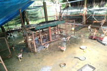 Cảnh cáo chủ tịch xã ở Quảng Nam để gà giống của hộ nghèo "đi lạc"