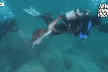 Bạch tuộc khổng lồ tấn công và cắn người bằng mỏ nhọn