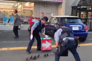 Clip “cảnh sát Nhật chặn đường để ‘hộ tống’ đàn vịt qua đường” gây sốt tuần qua