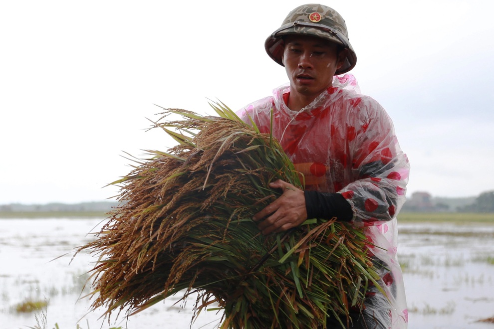 Người dân đội mưa đổ xô ra đồng gặt lúa - 4 Người dân đội mưa đổ xô ra đồng gặt lúa - 4