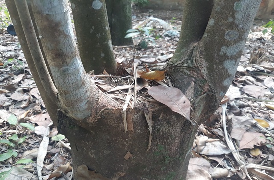 Bị nói khùng vì bỏ nghề giáo lên đồi trồng dó bầu, khi thu tiền tỷ thì... - 3 Bị nói khùng vì bỏ nghề giáo lên đồi trồng dó bầu, khi thu tiền tỷ thì... - 3