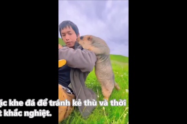 Hình ảnh hài hước và đáng yêu của sóc đất khi xin ăn