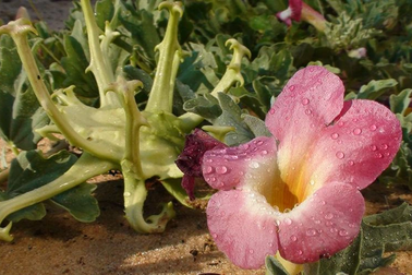 Cây móng quỷ, vỏ liễu trắng - khắc tinh của đau nhức xương khớp