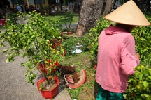 Tiểu thương ở TPHCM đập hoa, bán tháo chiều 29 Tết