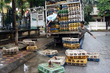Phát hiện hơn 2 tấn gà “bẩn” vừa “đột nhập” vào nội thành