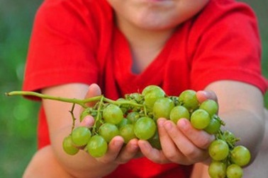 Bé 3 tuổi qua đời vì truyền thống nuốt nho mừng năm mới ở Tây Ban Nha