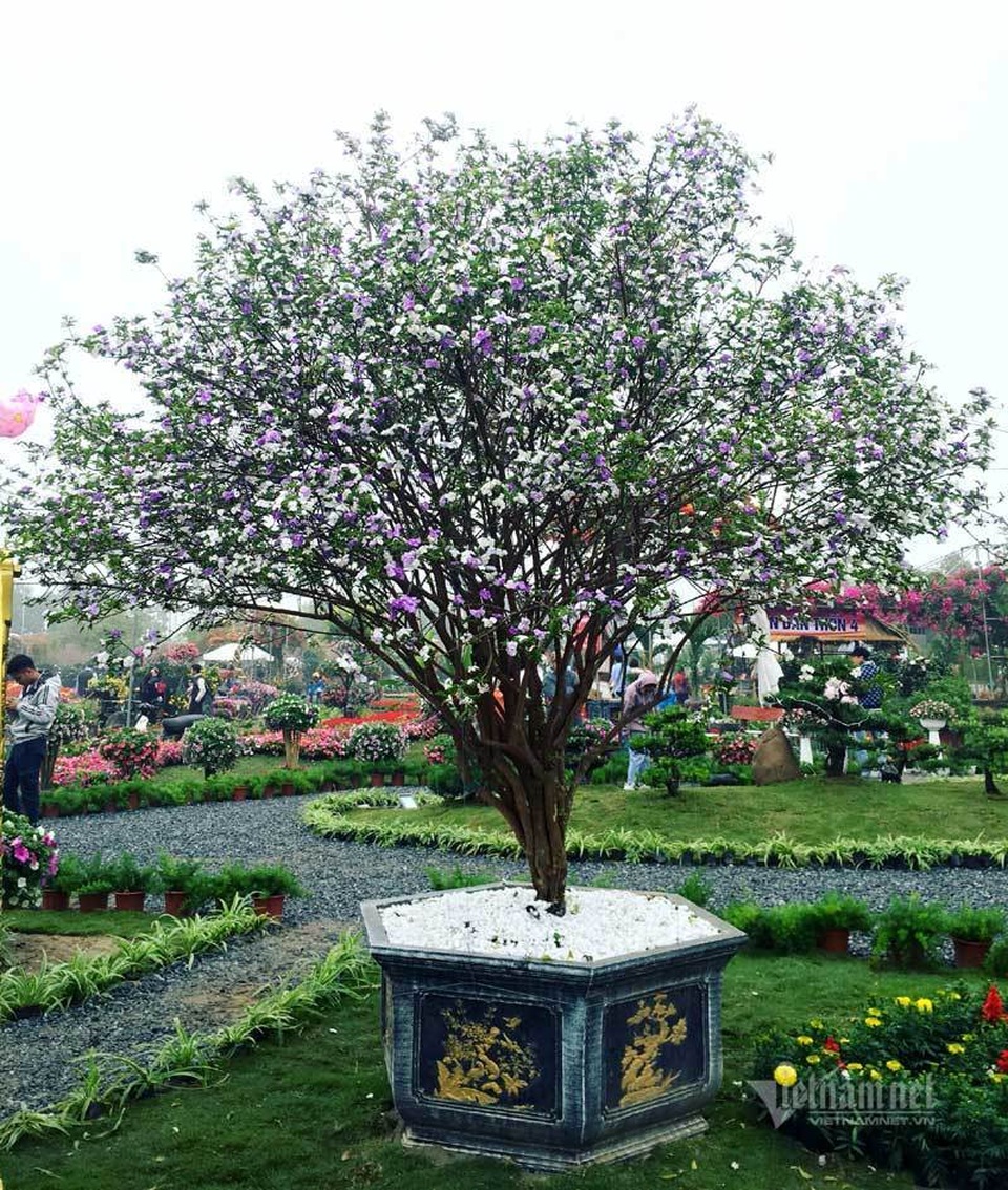 Cây nhài cổ thụ hoa biến đổi màu, đại gia xếp hàng rước về chơi Tết - 5 Cây nhài cổ thụ hoa biến đổi màu, đại gia xếp hàng rước về chơi Tết - 5