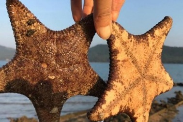 Có một hòn đảo hoang sơ tuyệt đẹp để "trốn Tết" ở Quảng Ninh