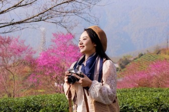 Mùa hoa mai anh đào cuối cùng ở Sa Pa: Khách mua chè ủng hộ để vào chụp ảnh