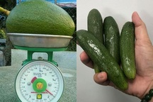 Kỳ lạ quả bơ Việt: To đùng như lợn con, nhỏ dị như ngón tay