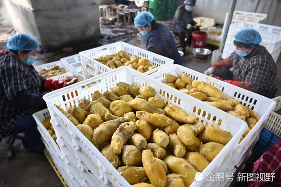 Ôm nợ để làm giàu, người đàn ông kiếm hơn 3 tỷ đồng mỗi năm nhờ thứ... đầy ngoài đồng - 10 Ôm nợ để làm giàu, người đàn ông kiếm hơn 3 tỷ đồng mỗi năm nhờ thứ... đầy ngoài đồng - 10