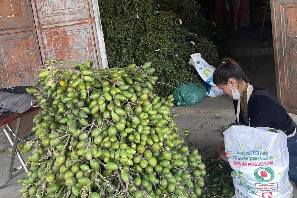 Trung Quốc tăng thu mua, giá cau đội lên 10 lần - 2