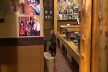 Khỉ làm việc như người ở nhà hàng Nhật Bản