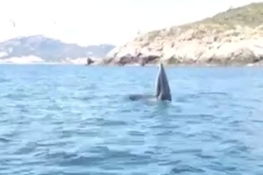 Cá voi "khủng" nhảy múa kiếm ăn gần bờ biển Cam Ranh