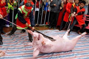 “Cần chấm dứt tập tục chém lợn man rợ”