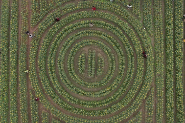 Thưởng thức lễ hội hoa lần đầu xuất hiện tại thủ phủ hoa Mê Linh