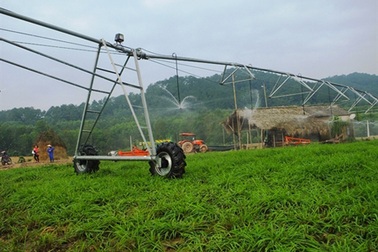 Công ty nuôi bò lớn nhất tỉnh Hà Tĩnh bất ngờ chuyển sang trồng... chuối