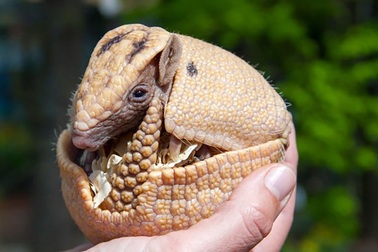 Một số động vật có thể tự tạm dừng… thai kỳ