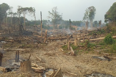 Kiểm điểm chủ rừng để cháy 17ha rừng trồng mà chậm báo cáo