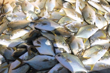 Mô hình nuôi cá biển công nghiệp đạt sản lượng “khủng” ở Khánh Hòa