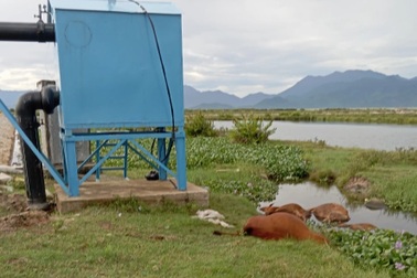 Bốn con bò nằm chết cạnh trạm bơm nước