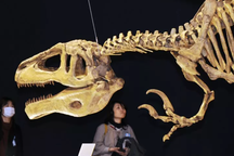 Tìm thấy hóa thạch cực hiếm của “siêu khủng long” khổng lồ