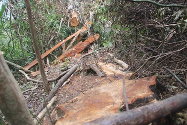 Ngang nhiên đốn hạ gỗ rừng