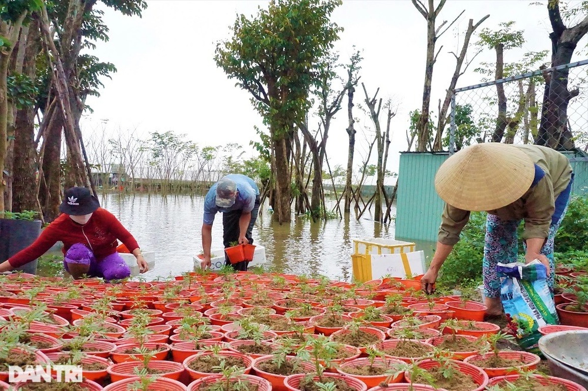 Nông dân vớt hoa trong nước lũ: Năm nay mất Tết rồi! - 3 Nông dân vớt hoa trong nước lũ: Năm nay mất Tết rồi! - 3