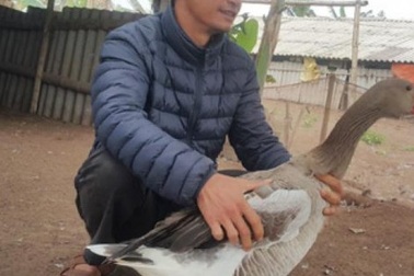 Ngỗng trời giá tiền triệu, chưa Tết đã "cháy" hàng