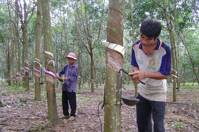 Lâm Đồng thoát nghèo trên đất rừng nghèo kiệt - Ảnh 1.