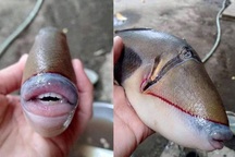 Con cá có hàm răng hệt như người?