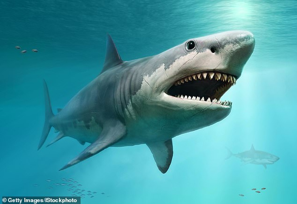 Siêu cá mập Megalodon đối đầu thủy quái Mosasaurus: Loài nào sẽ thắng? - 3 Siêu cá mập Megalodon đối đầu thủy quái Mosasaurus: Loài nào sẽ thắng? - 3