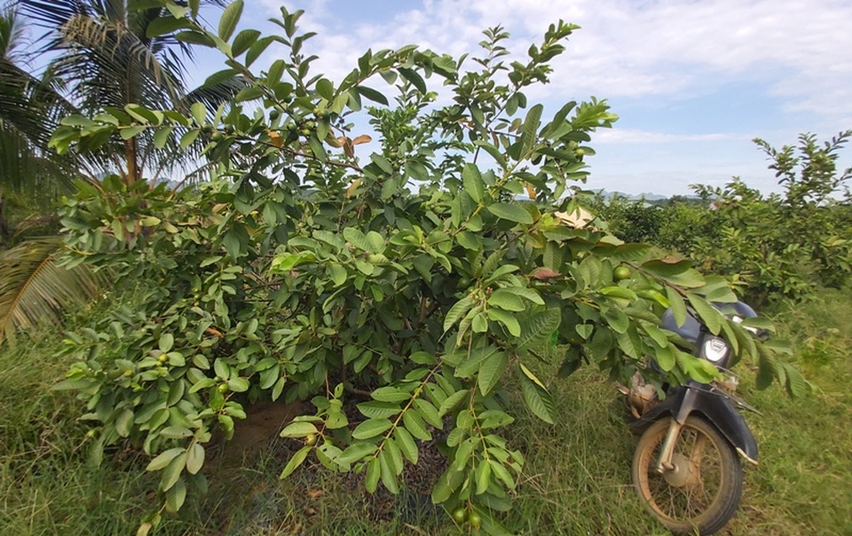 Thanh Hoá: Kiếm hàng trăm triệu đồng từ bưởi, mít, dừa... - 4 Thanh Hoá: Kiếm hàng trăm triệu đồng từ bưởi, mít, dừa... - 4
