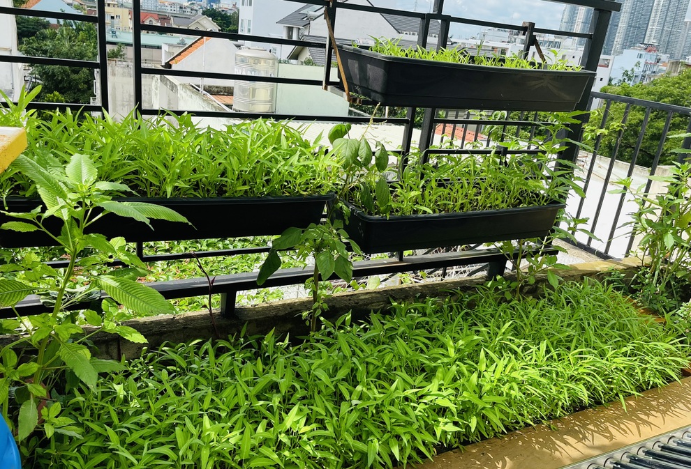 Những gia đình Việt sống khỏe nhờ vườn sân thượng xanh tốt giữa mùa dịch - 2 Những gia đình Việt sống khỏe nhờ vườn sân thượng xanh tốt giữa mùa dịch - 2