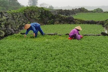 Người dân trồng rau "đặc sản" vùng giếng cổ lo thất thu vụ rau Tết