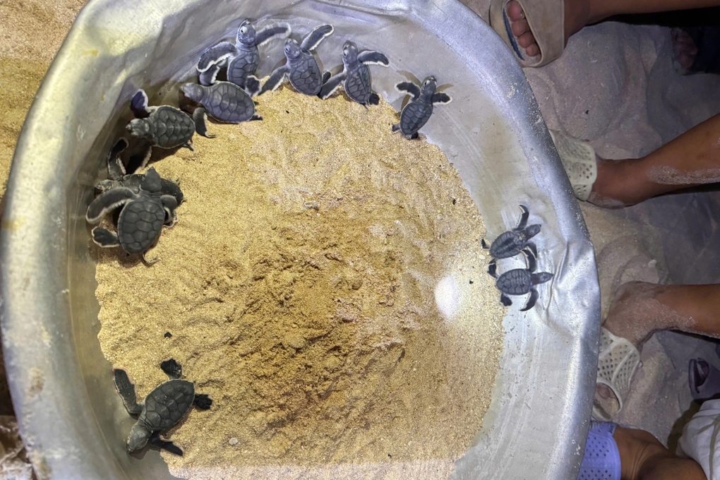 Người dân thích thú xem rùa con chào đời trong đêm - 2 Người dân thích thú xem rùa con chào đời trong đêm - 2