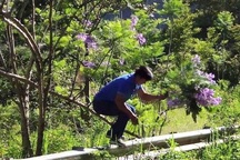 Người đàn ông bẻ phượng tím Đà Lạt khiến nhiều du khách bức xúc