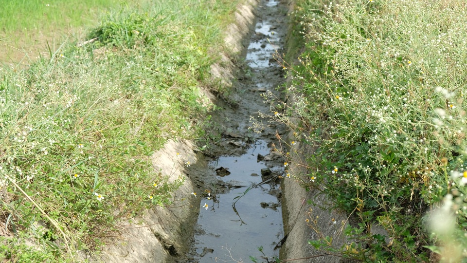 Nắng nóng kéo dài, hàng nghìn ha lúa có nguy cơ chết cháy - 4