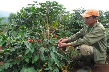 Bỏ túi trăm triệu nhờ giá cà phê đầu vụ cao kỷ lục trong 10 năm