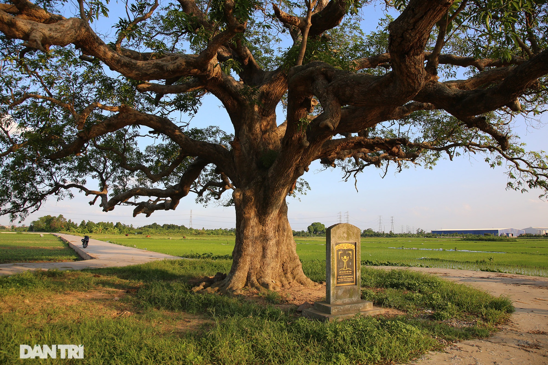 Cây muỗm 600 năm tuổi có nguy cơ chết khô vì bị quây bê tông quanh gốc - 2