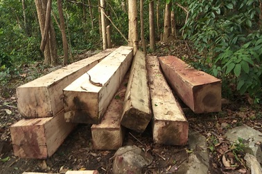 Vụ phá rừng khủng: "Tuần tra hàng ngày" vẫn mất gần 36m3 gỗ